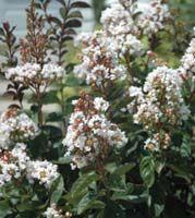 Lagerstroemia x 'White Chocolate'