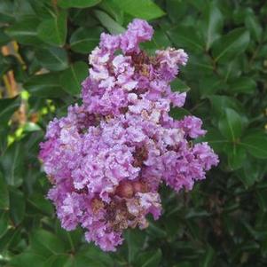Lagerstroemia x 'Zuni'