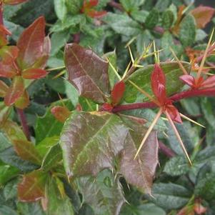 Berberis x gladwynensis 'William Penn'