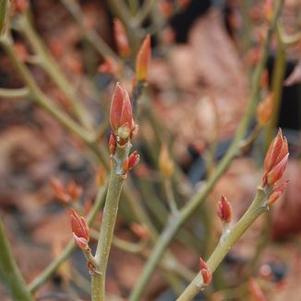 Lindera reflexa
