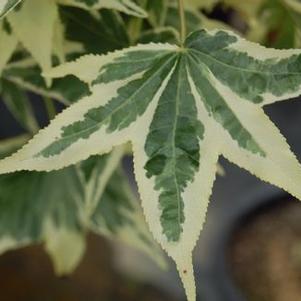Liquidambar styraciflua 'Silver King'