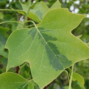 Liriodendron tulipifera 'Aureomarginatum'