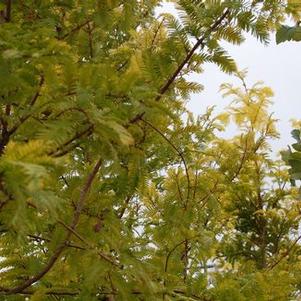 Metasequoia glyptostroboides 'Ogon'