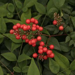 Nandina domestica 'Harbour Dwarf'
