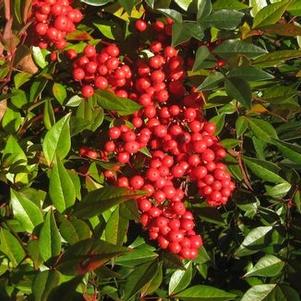 Nandina domestica 'Royal Princess'