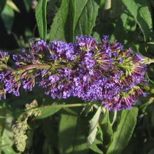 Buddleia davidii Adonis Blue&trade; ('Adokeep')