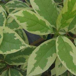 Nyssa sylvatica 'Sheri's Cloud'