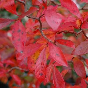 Nyssa sylvatica 'Zydeco Twist'