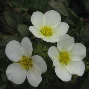Potentilla fruticosa 'McKay's White'