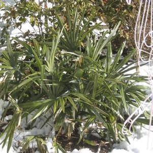 Rhapidophyllum hystrix