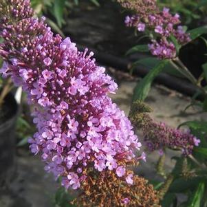 Buddleia davidii Peacock™ ('Peakeep')