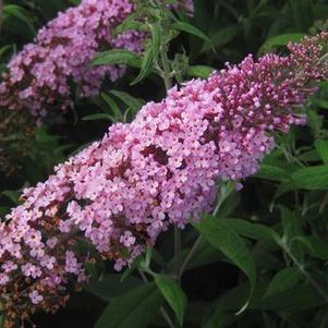 Buddleia davidii 'Pink Delight'