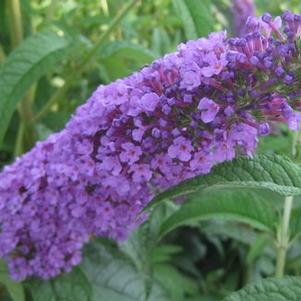 Buddleia davidii 'Potter's Purple'