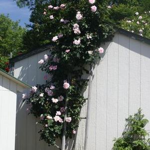 Rosa  Compassion&reg;