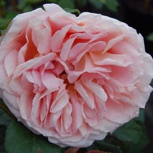 Rosa  Abraham Darby&reg; ('Auscot')
