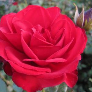 Rosa  Dublin Bay&reg;
