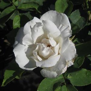 Rosa  'Frau Karl Druschki'