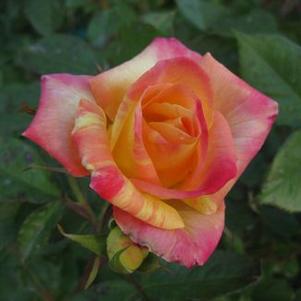 Rosa  Jacob's Robe™ ('WEKausboy')