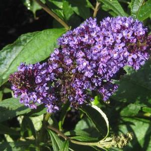Buddleia davidii Purple Emperor™ ('Pyrkeep')