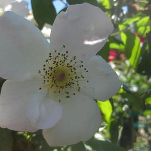 Rosa  'Sally Holmes'