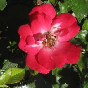 Rosa  Crimson Meidiland&reg; ('Meizerbil')