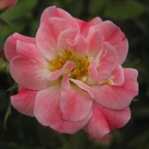 Rosa  Fuchsia Meidiland&reg; ('Meipelta')
