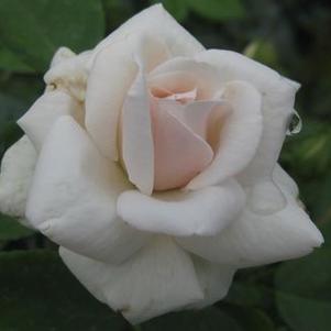 Rosa  Sea Foam&reg;