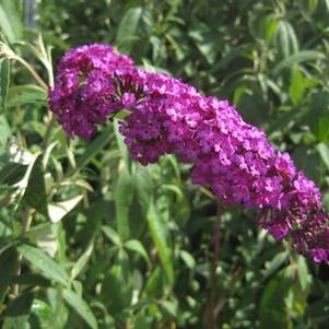 Buddleia davidii 'Royal Red'