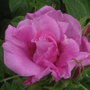 Rosa rugosa 'Dwarf Pavement'