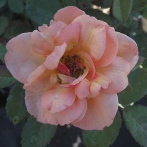Rosa  About Face™ ('Wekosupalz')