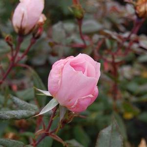 Rosa  Blushing Knock Out™ ('Radyod')