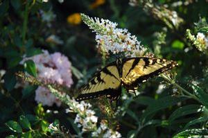Buddleia davidii 'White Ball'