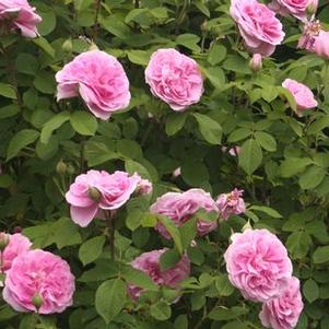 Rosa  Gertrude Jekyll&reg; ('Ausboard')