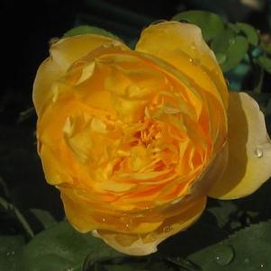 Rosa  Graham Thomas&reg; ('Ausmas')