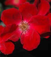 Rosa  Home Run™ ('WEKcisbako')