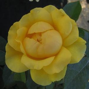 Rosa  'Julia Child' ('WEKvossutono')