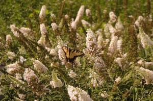 Buddleia davidii 'White Profusion'