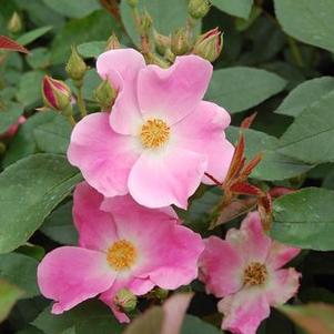 Rosa  'Nearly Wild'