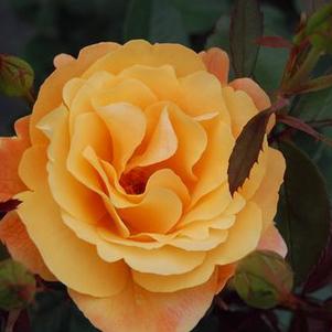 Rosa  Strike It Rich&trade; ('WEKbepmey')