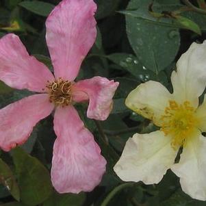 Rosa chinensis mutabilis 'Tipo Ideale'