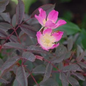 Rosa glauca (rubrifolia)