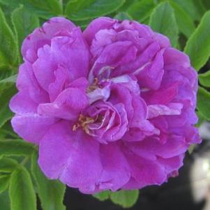 Rosa rugosa 'Hansa'
