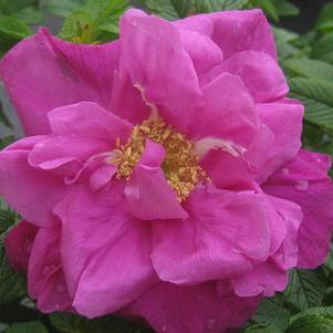 Rosa rugosa 'Moje Hammarberg'