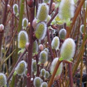 Salix caprea