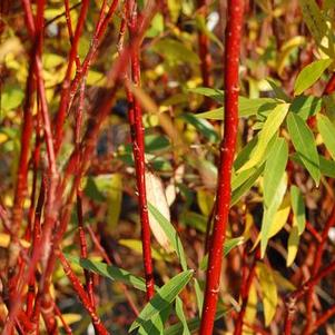 Salix  'Flame'