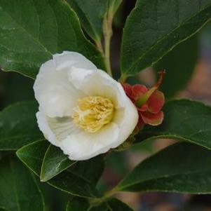 Stewartia rostrata