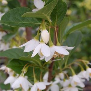 Styrax japonicus 'Emerald Pagoda' ('Sohuksan')