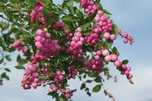 Symphoricarpos x doorenbosii 'Amethyst'
