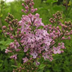 Syringa vulgaris 'President Grevy'