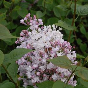 Syringa x hyacinthiflora 'Anabel'